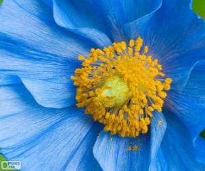 пазл Голубой цветок